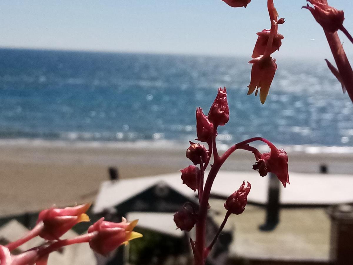 Hotel Ausonia Follonica Εξωτερικό φωτογραφία